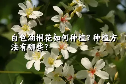 白色油桐花如何种植？种植方法有哪些？