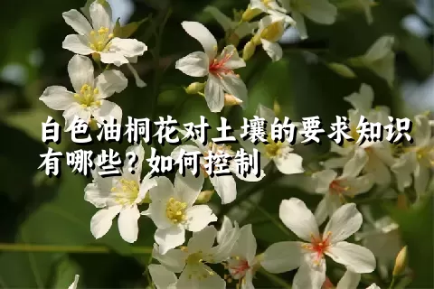 白色油桐花对土壤的要求知识有哪些？如何控制