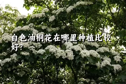 白色油桐花在哪里种植比较好？