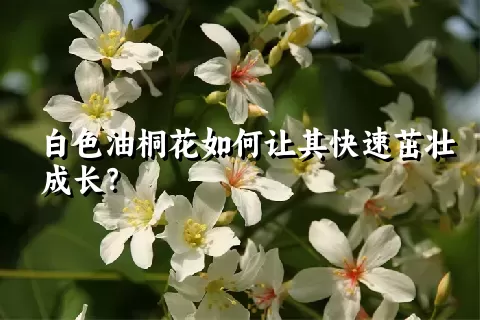 白色油桐花如何让其快速茁壮成长？