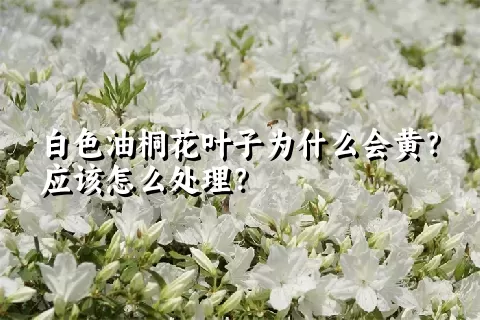 白色油桐花叶子为什么会黄？应该怎么处理？