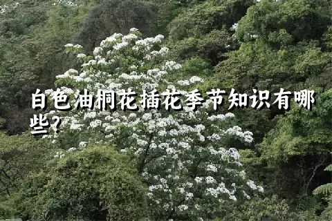 白色油桐花插花季节知识有哪些？