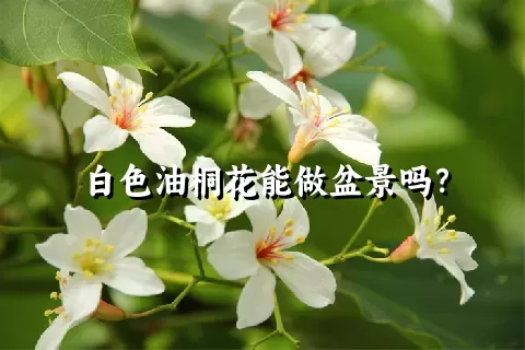 白色油桐花能做盆景吗？