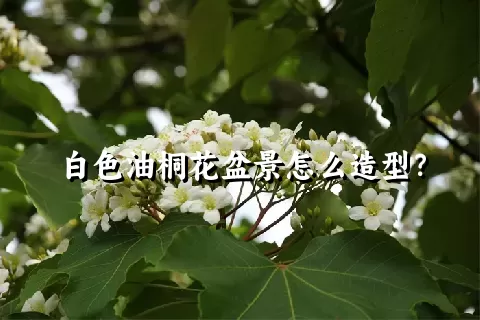 白色油桐花盆景怎么造型？