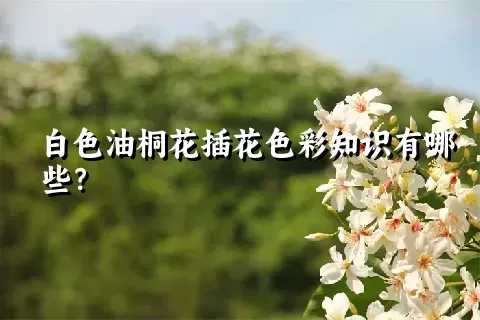 白色油桐花插花色彩知识有哪些？