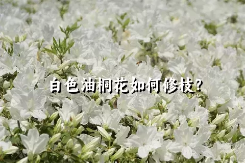 白色油桐花如何修枝？