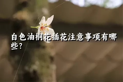 白色油桐花插花注意事项有哪些？