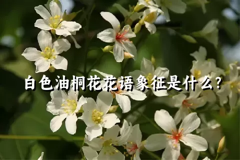 白色油桐花花语象征是什么？