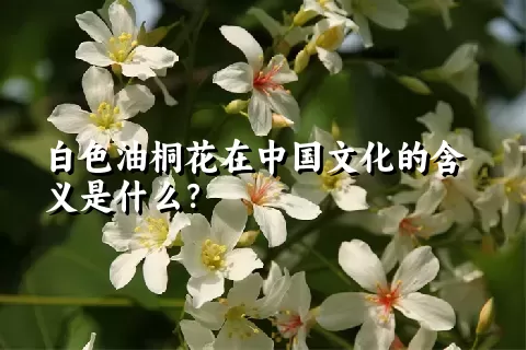 白色油桐花在中国文化的含义是什么？