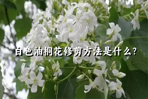 白色油桐花修剪方法是什么？