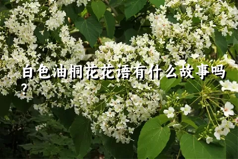 白色油桐花花语有什么故事吗？