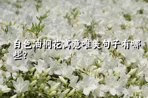 白色油桐花寓意唯美句子有哪些？