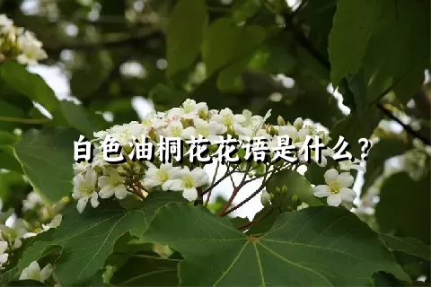 白色油桐花花语是什么？