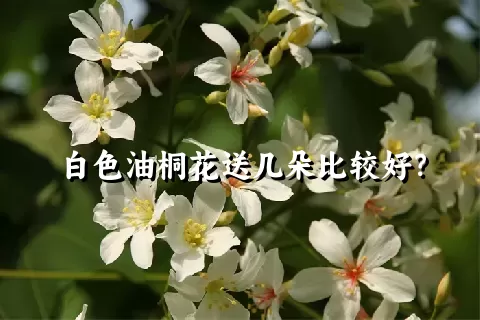 白色油桐花送几朵比较好？