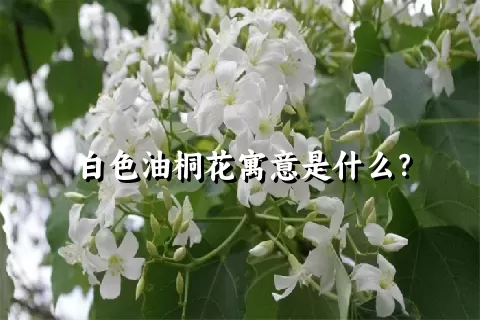 白色油桐花寓意是什么？