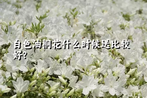 白色油桐花什么时候送比较好？