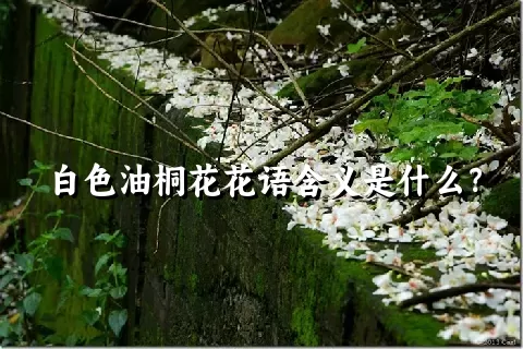 白色油桐花花语含义是什么？