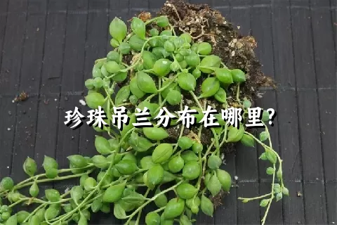 珍珠吊兰分布在哪里?