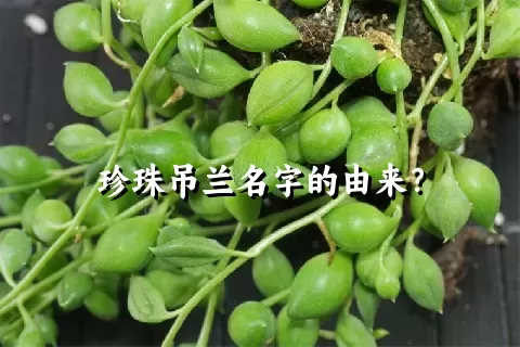 珍珠吊兰名字的由来？