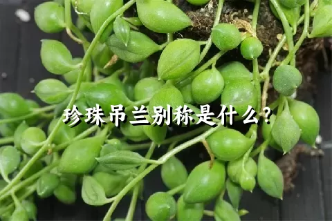 珍珠吊兰别称是什么？