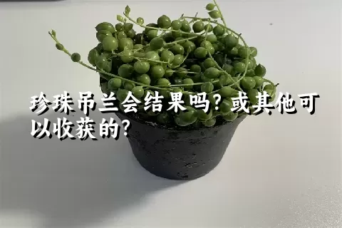 珍珠吊兰会结果吗？或其他可以收获的？