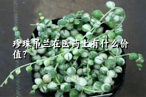 珍珠吊兰在医药上有什么价值？