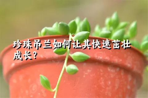 珍珠吊兰如何让其快速茁壮成长？