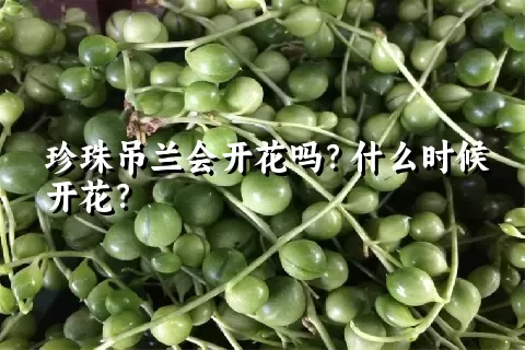 珍珠吊兰会开花吗？什么时候开花？