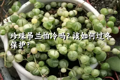 珍珠吊兰怕冷吗？该如何过冬保护？