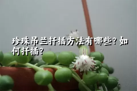 珍珠吊兰扦插方法有哪些？如何扦插？