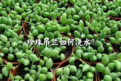 珍珠吊兰如何浇水？