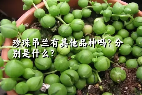 珍珠吊兰有其他品种吗？分别是什么？