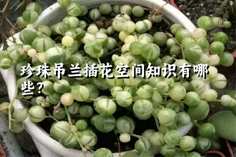 珍珠吊兰插花空间知识有哪些？