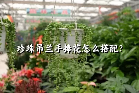 珍珠吊兰手捧花怎么搭配？