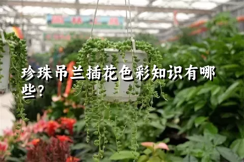 珍珠吊兰插花色彩知识有哪些？