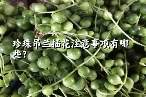 珍珠吊兰插花注意事项有哪些？