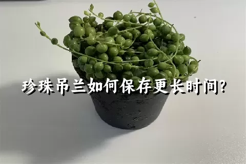 珍珠吊兰如何保存更长时间？