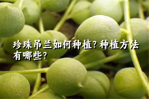 珍珠吊兰如何种植？种植方法有哪些？