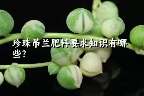 珍珠吊兰肥料要求知识有哪些？