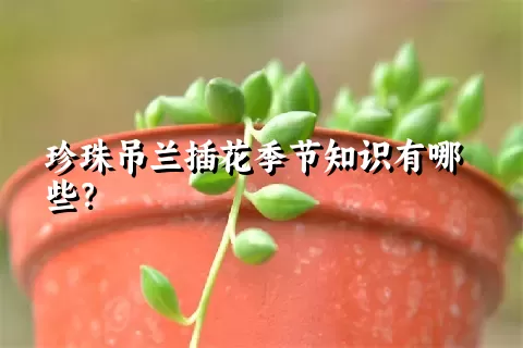 珍珠吊兰插花季节知识有哪些？