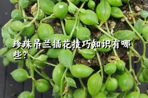 珍珠吊兰插花技巧知识有哪些？