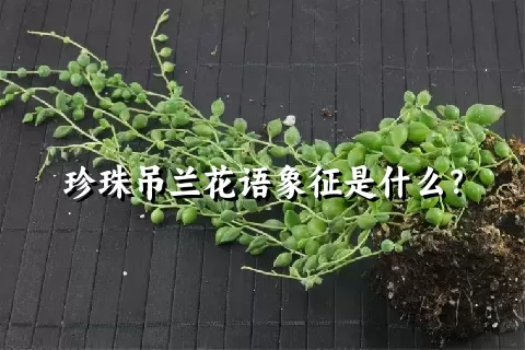 珍珠吊兰花语象征是什么？