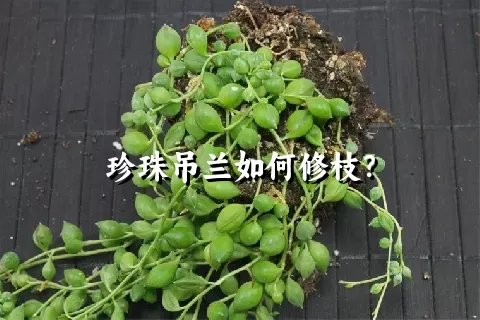 珍珠吊兰如何修枝？