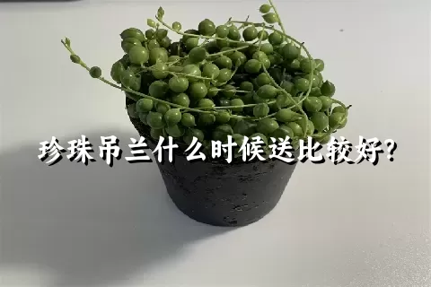 珍珠吊兰什么时候送比较好？