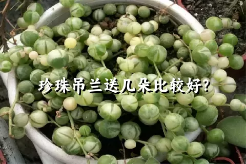 珍珠吊兰送几朵比较好？