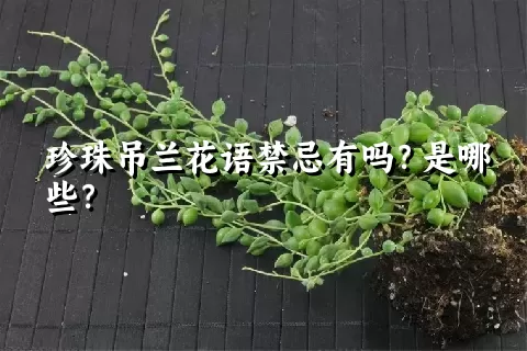 珍珠吊兰花语禁忌有吗？是哪些？