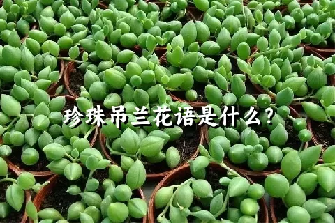 珍珠吊兰花语是什么？