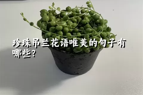 珍珠吊兰花语唯美的句子有哪些？