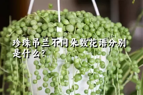 珍珠吊兰不同朵数花语分别是什么？