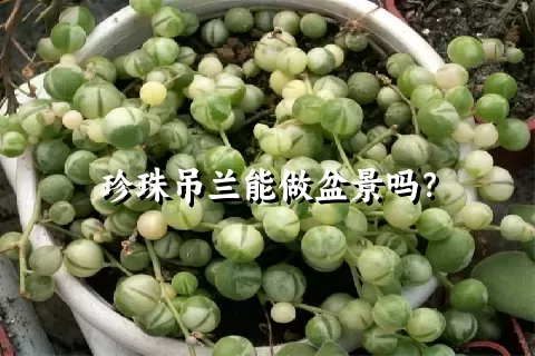 珍珠吊兰能做盆景吗？